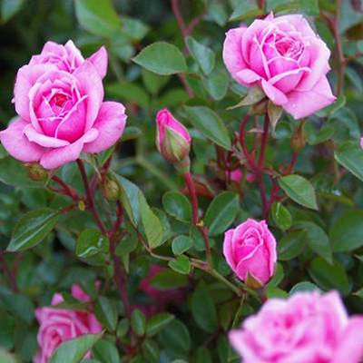 "Pink Rose Plant - Click here to View more details about this Product